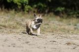 BOULEDOGUE FRANCAIS 177